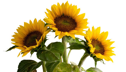 Fototapeta premium ひまわり あなただけ見つめる 憧れ 夏 PNG 透過