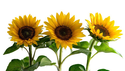 Naklejka premium ひまわり あなただけ見つめる 憧れ 夏 PNG 透過