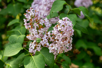 Large lilac bush in spring. Bright flowers of spring lilac bush. Spring lilac flowers close-up. Twig beautiful varietal blooming flower