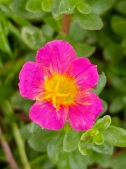 Selective focus of a pink Moss rose purslane or Japanese rose flower in the garden with blurry background 