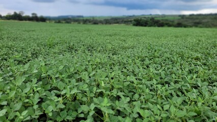 Fototapeta na wymiar soybean agricultural production