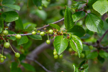 Green unripe cherry on the tree in spring. Green unripe cherry close up. Unripe cherry with green leaves