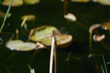 休んでいるトンボの後ろ姿