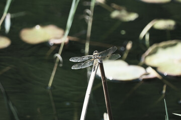 棒にとまるトンボ
