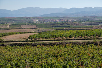 Fototapeta na wymiar campo de vides, San Asensio, La Rioja, Spain
