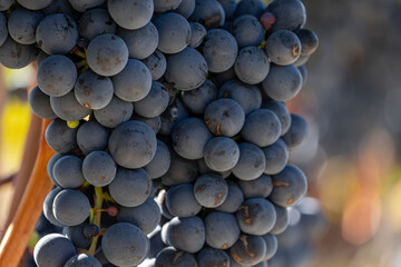 racimos de uva, viñas entre Briones y San Asensio, La Rioja, Spain