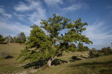 Parque Megalítico de Legaire, campas de Legaire , Álava, Pais Vasco, Spain