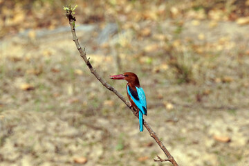 Martin pêcheur, Kingfisher, Parc national de Bandhavgarh. Madhya Pradesh, Inde