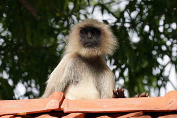 Fototapeta premium Singe Langur (Semnopithecus entellus) dans le Parc national de Bandhavgarh. Madhya Pradesh, Inde