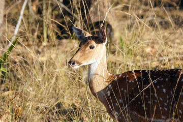 Cerf axis (Axis axis) dans le Parc national de Bandhavgarh. Madhya Pradesh, Inde