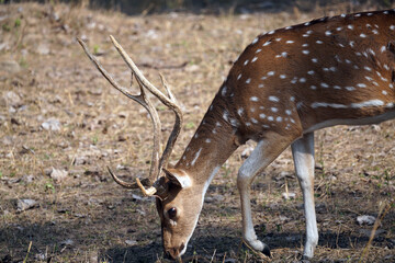 Cerf axis (Axis axis) dans le Parc national de Bandhavgarh. Madhya Pradesh, Inde