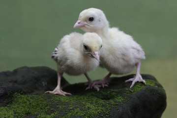Two one-day-old baby turkeys are looking for food on a rock covered in moss. This bird, which is...