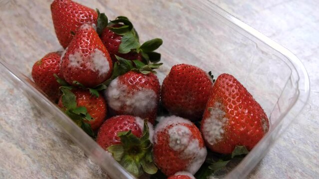 A box of molded strawberries in a plastic container. They can contain toxins that lead to health problems. Moldy fruit may also be contaminated with bacteria.