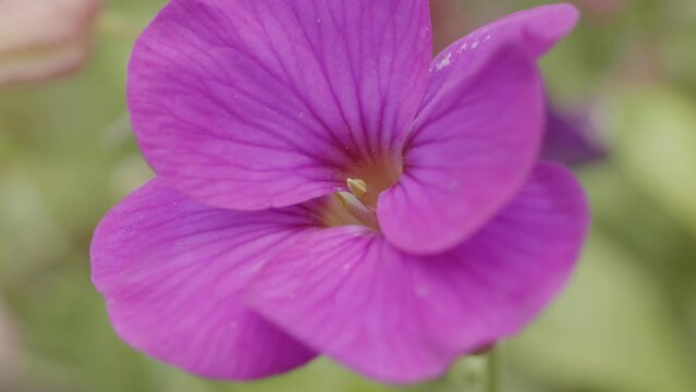 Purple Viola (Violaceae) flower close up stock footage