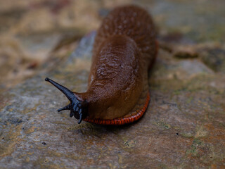 babosa, Robledal de Ucieda, parque natural del Saja-Besaya, Cantabria, Spain