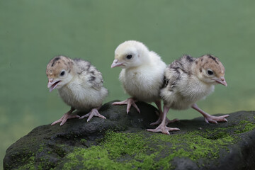 The cute and adorable appearance of a number of baby turkeys that are only one day old. This bird,...