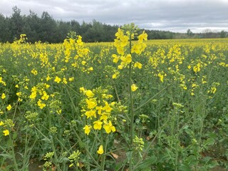 Yellow field planted with rapeseed