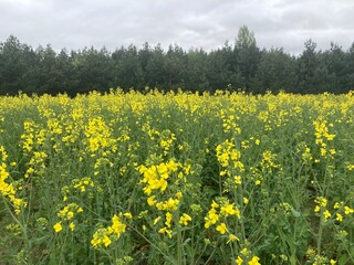 Yellow field planted with rapeseed