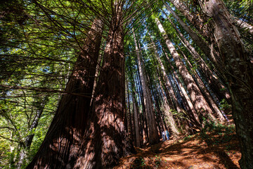 Secuoyas del Monte Cabezón son , Espacio Natural Protegido, Cabezón de la Sal, Cantabria, Spain