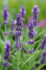 Obraz premium lavender