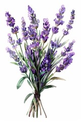 Obraz premium lavender