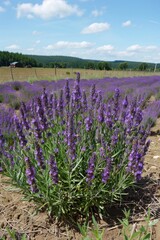 lavender