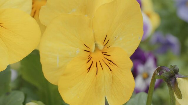 Yellow Viola (Violaceae) flower close up stock footage