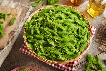 Young spruce tree tips harvested in spring in a wicker basket - ingredient for herbal syrup