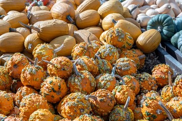 An assortment of gourds assembled in a stack at a Fall Harvest Festival