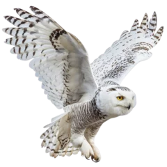 PNG - photo of flying snowy owl isolated transparent background