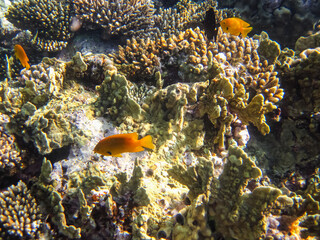 Bright fish in the expanses of the coral reef of the Red Sea