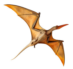 Obraz premium pteranodon dinosaur isolated on transparent background