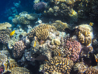 Bright fish in the expanses of the coral reef of the Red Sea