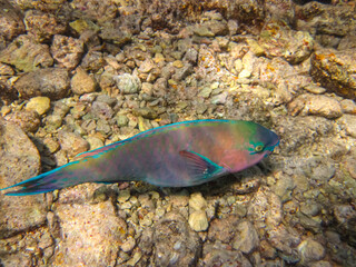 Bright fish in the expanses of the coral reef of the Red Sea