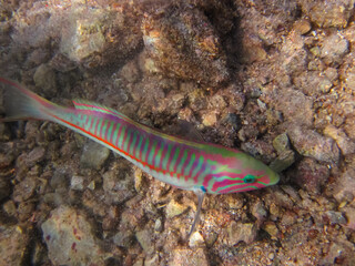 Bright fish in the expanses of the coral reef of the Red Sea