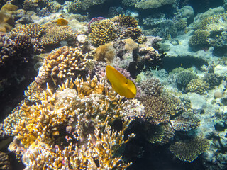 Bright fish in the expanses of the coral reef of the Red Sea