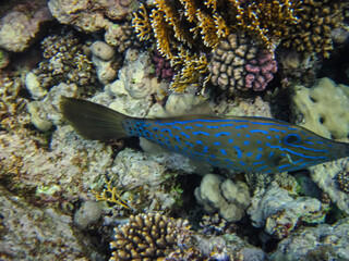 Bright fish in the expanses of the coral reef of the Red Sea