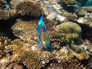 Bright fish in the expanses of the coral reef of the Red Sea