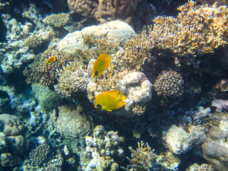 Bright fish in the expanses of the coral reef of the Red Sea