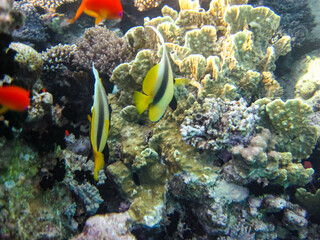 Bright fish in the expanses of the coral reef of the Red Sea