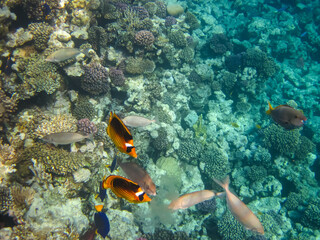 Bright fish in the expanses of the coral reef of the Red Sea