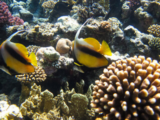 Fototapeta na wymiar Bright fish in the expanses of the coral reef of the Red Sea