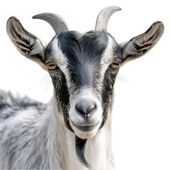 PNG - photo of portrait grey goat isolated transparent background