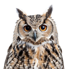 PNG - photo of portrait owl isolated transparent background