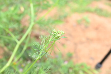 Dill flower or Anethum graveolens flower. yellow dill flower in vegetable garden. It is used to make food delicious. agricultural field.