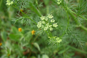 Dill flower or Anethum graveolens flower. yellow dill flower in vegetable garden. It is used to make food delicious. agricultural field.