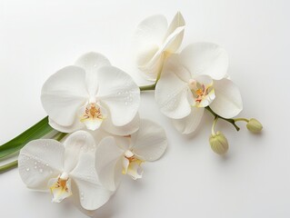 orchid flowers on a white background