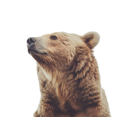 Obraz premium Brown Bear lift head and turn slightly to the side
