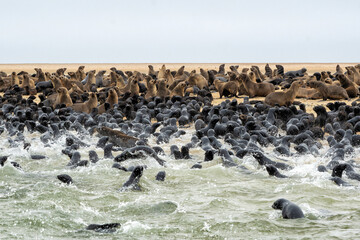Cape Fur Seal (Arctocephalus pusillus) colony with a lot of 3 month old pubs resting and playing at...