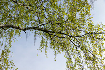cloudy weather and birch trees with young foliage